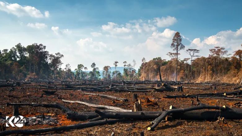 سووتانی دارستانه‌كانی ئه‌مازۆن